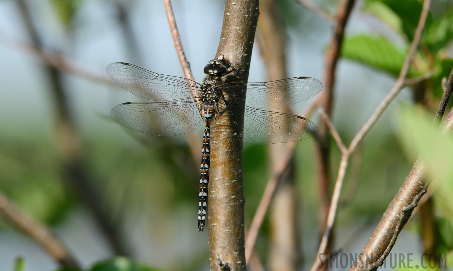 Aeshna eremita [270 mm, 1/1600 sec at f / 9.0, ISO 1600]